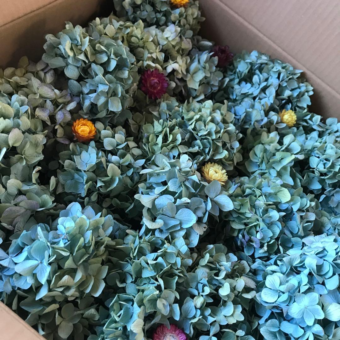 紫陽花ドライフラワー D10 120サイズ 北海道産 タイムセール