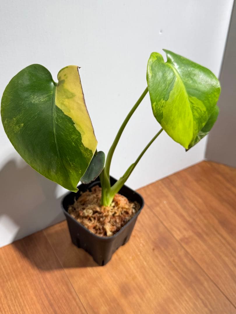 モンステラ　デリシオーサ　イエローマリリン　M1