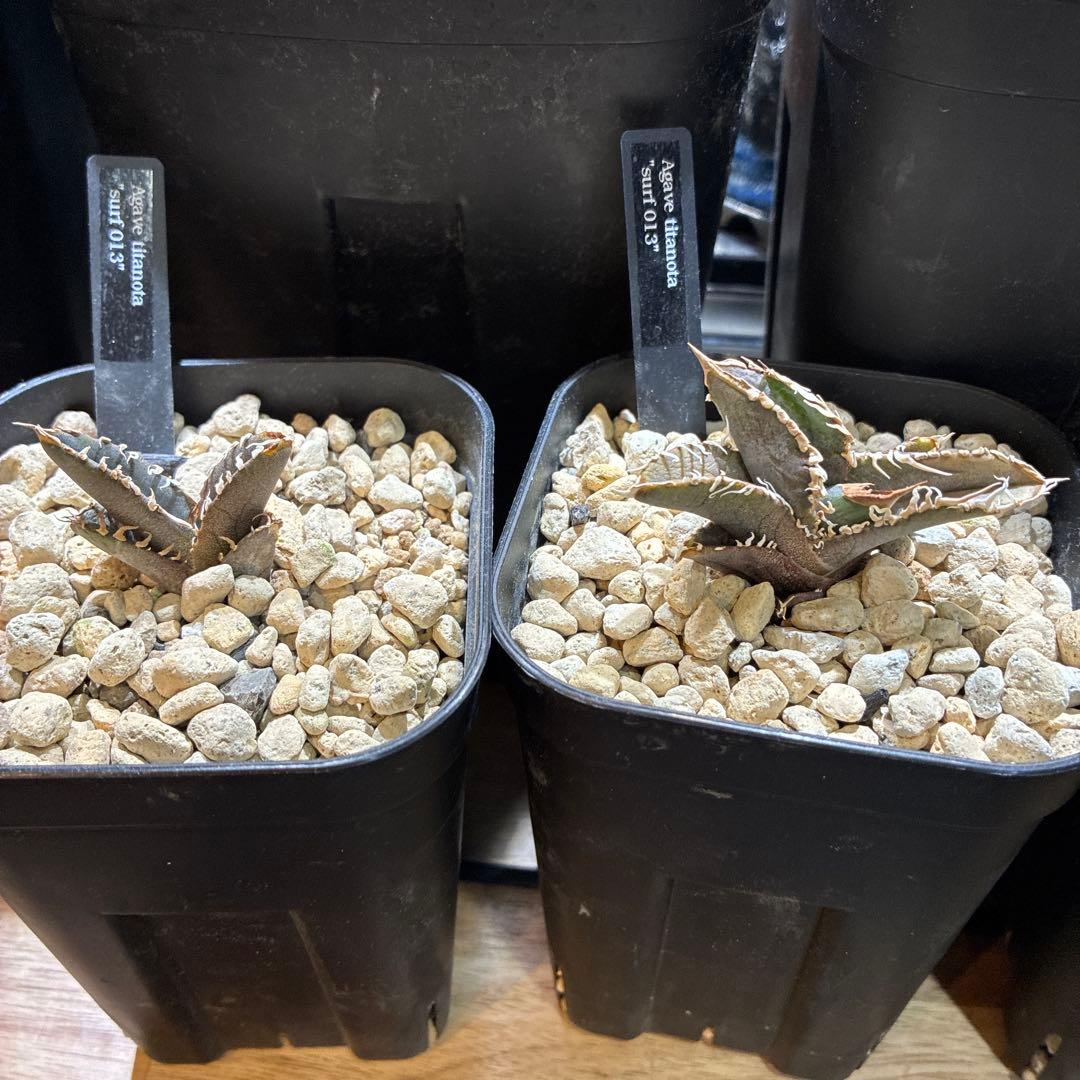 こりすけページ