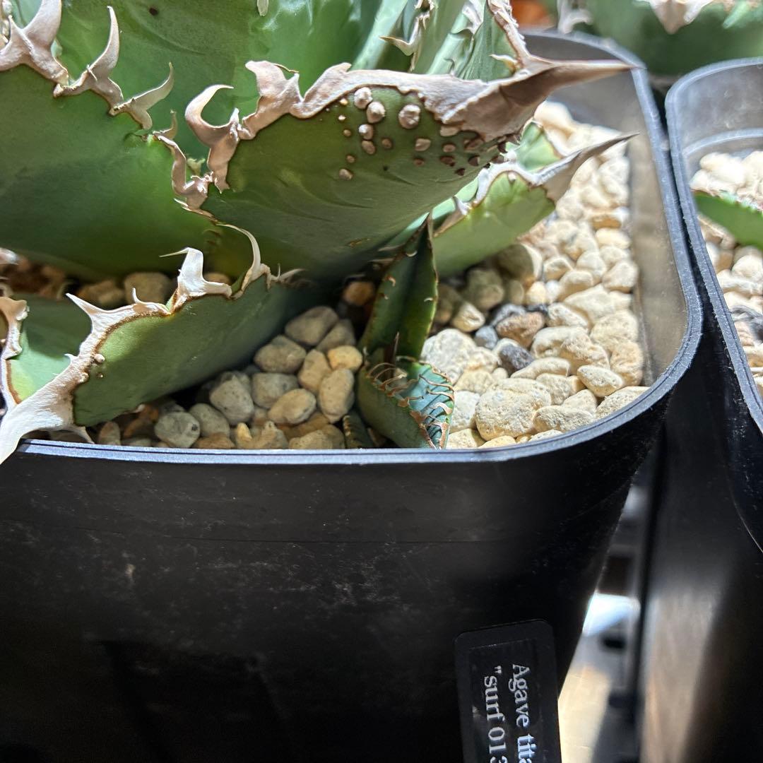 こりすけページ