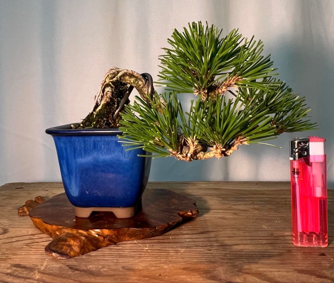 黒松　根上がり　半懸崖