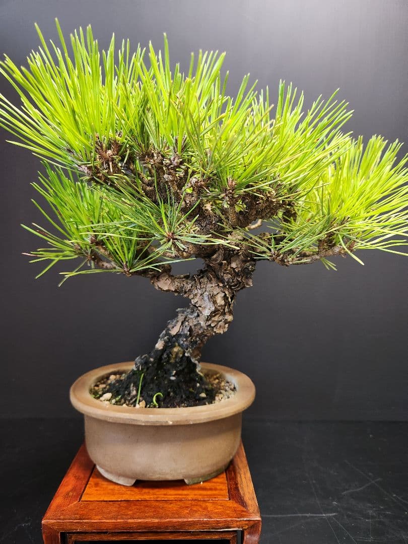 赤松　高松盆栽　赤松盆栽