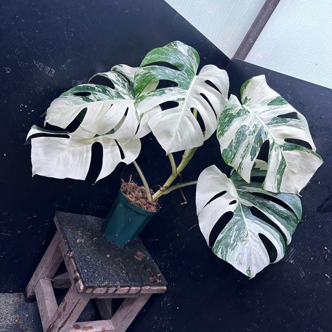 あ*こ様 斑入りモンステラ ホワイトタイガー極美大株62cm白斑多