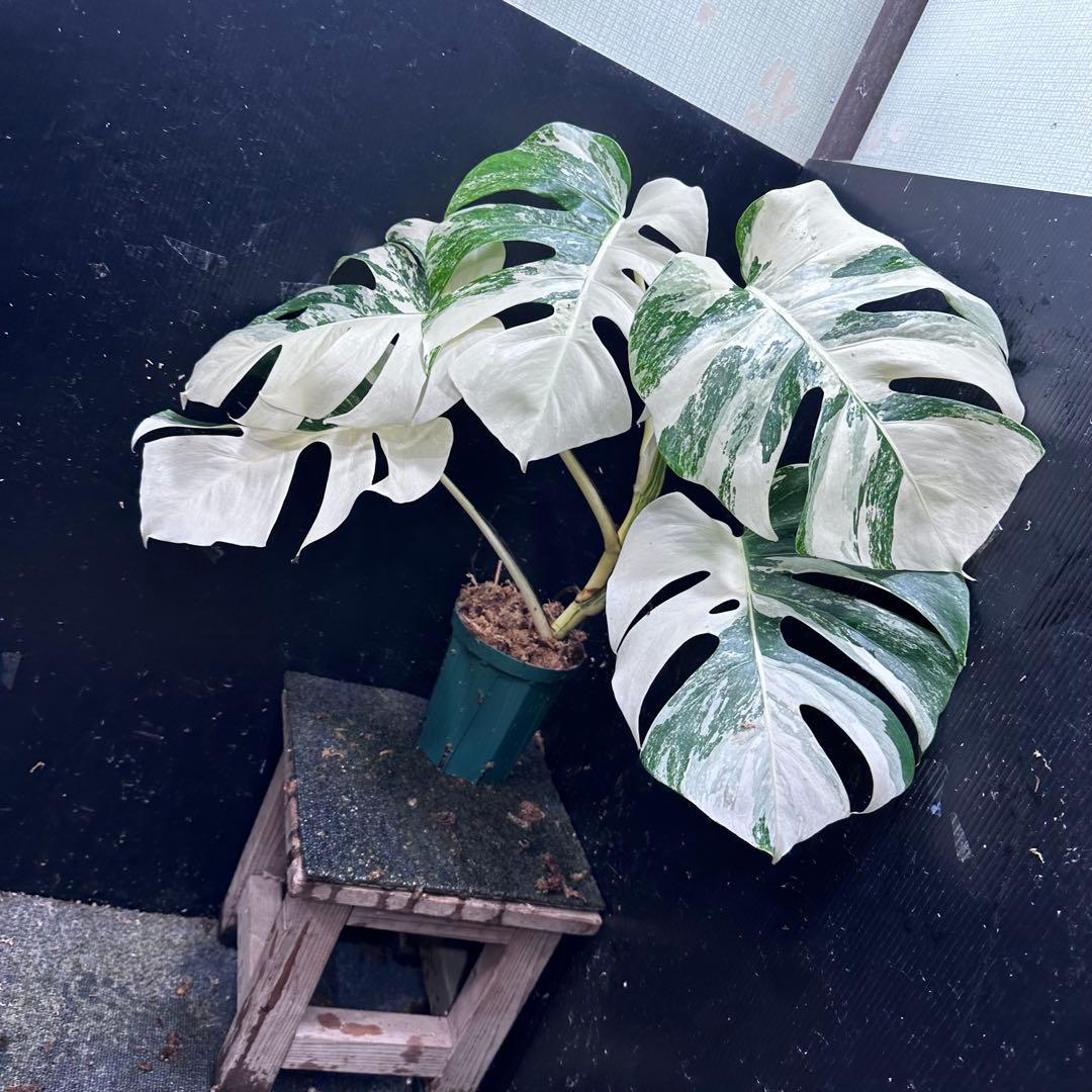 あ*こ様 斑入りモンステラ ホワイトタイガー極美大株62cm白斑多