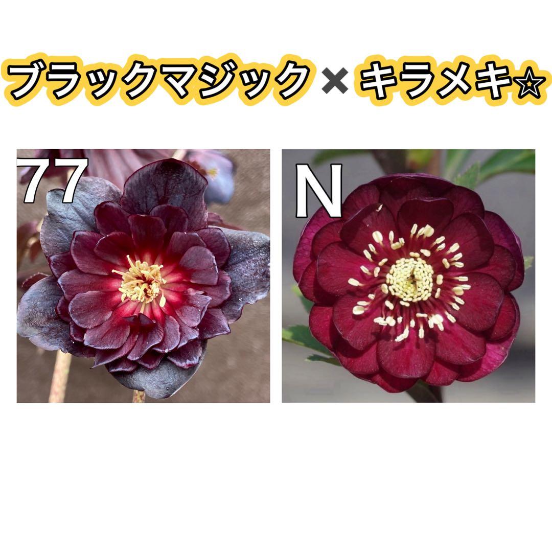 ブラックマジック（整形タイプ）×キラメキレッド⭐︎赤しべ★クリスマスローズ苗