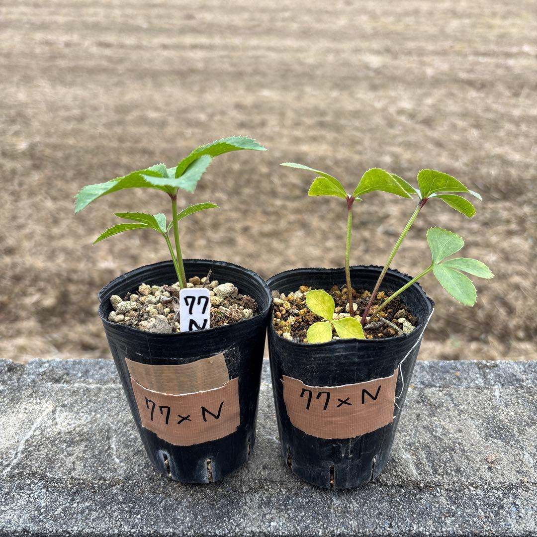 ブラックマジック（整形タイプ）×キラメキレッド⭐︎赤しべ★クリスマスローズ苗