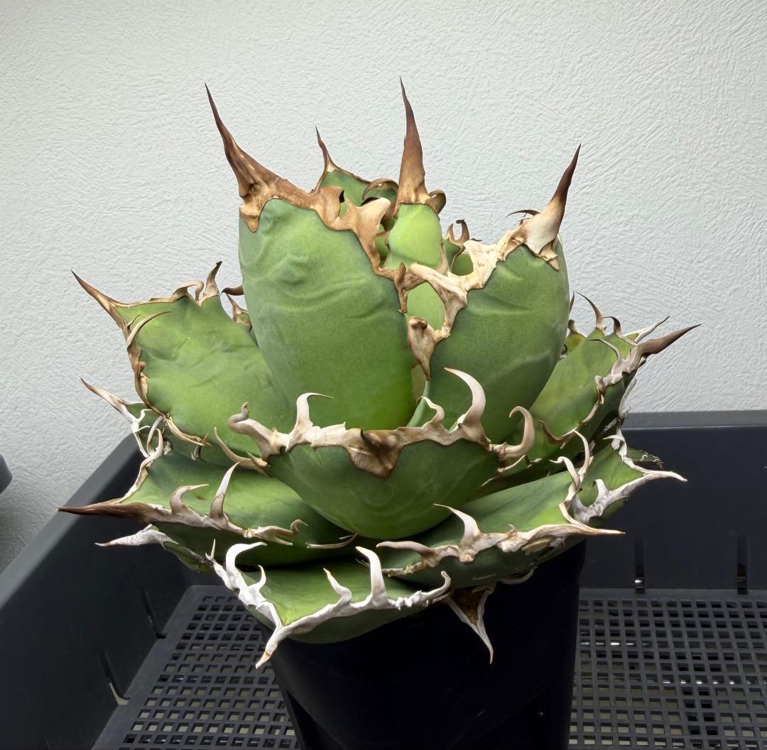 アガベ　シーザー　子株付き　特選株　チタノタ　鉢ごと　メルカリ便