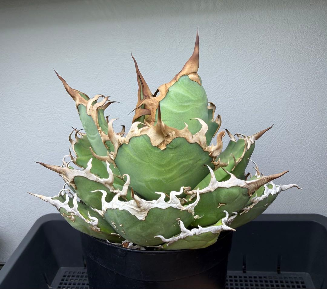 アガベ　シーザー　子株付き　特選株　チタノタ　鉢ごと　メルカリ便