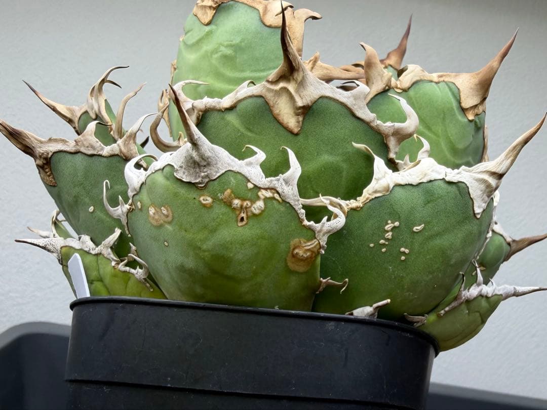 アガベ　シーザー　子株付き　特選株　チタノタ　鉢ごと　メルカリ便