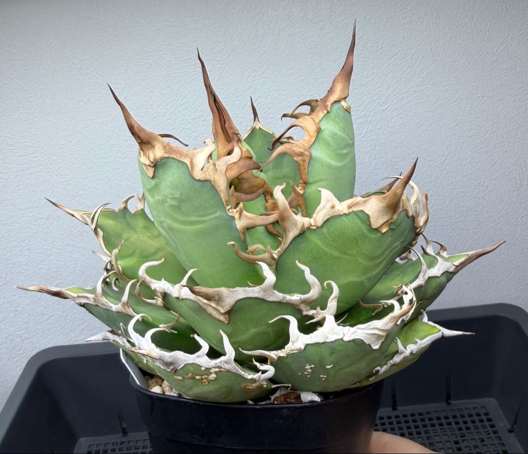 アガベ　シーザー　子株付き　特選株　チタノタ　鉢ごと　メルカリ便