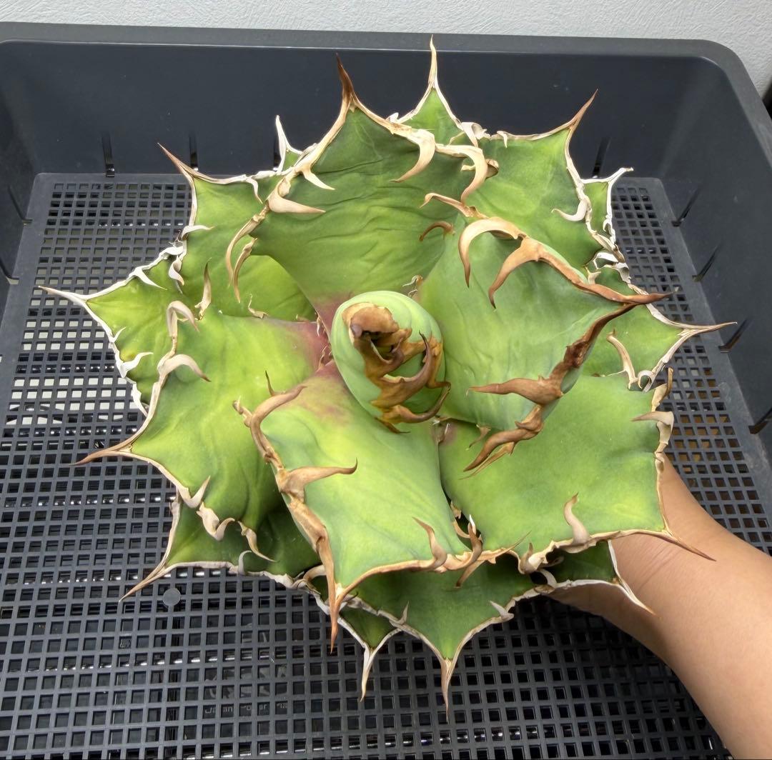 アガベ　シーザー　子株付き　特選株　チタノタ　鉢ごと　メルカリ便