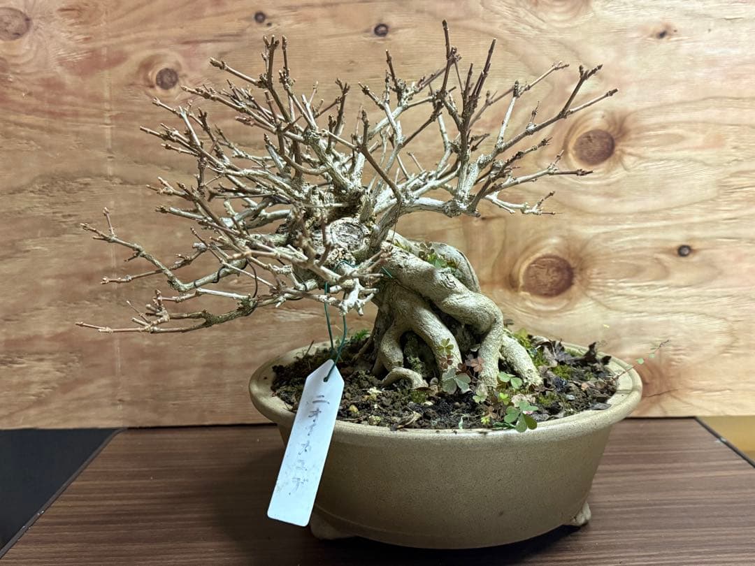 【盆栽】 ✨️超極太✨️ ニオイカエデ 匂い楓 石抱き