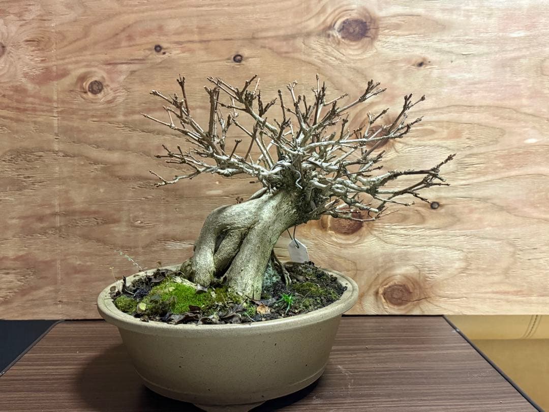 【盆栽】 ✨️超極太✨️ ニオイカエデ 匂い楓 石抱き
