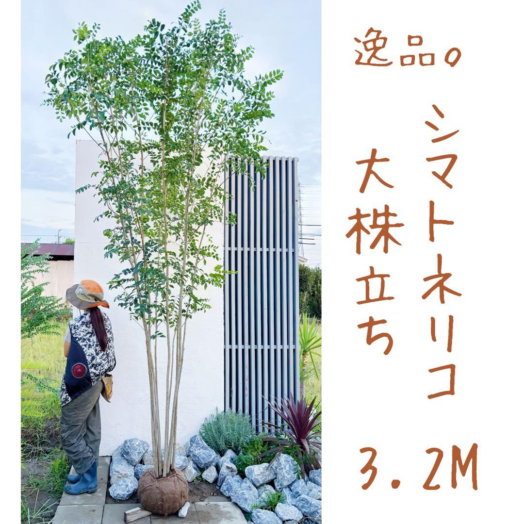 特大。逸品シマトネリコ大株立ち 3.2M(鉢底から)