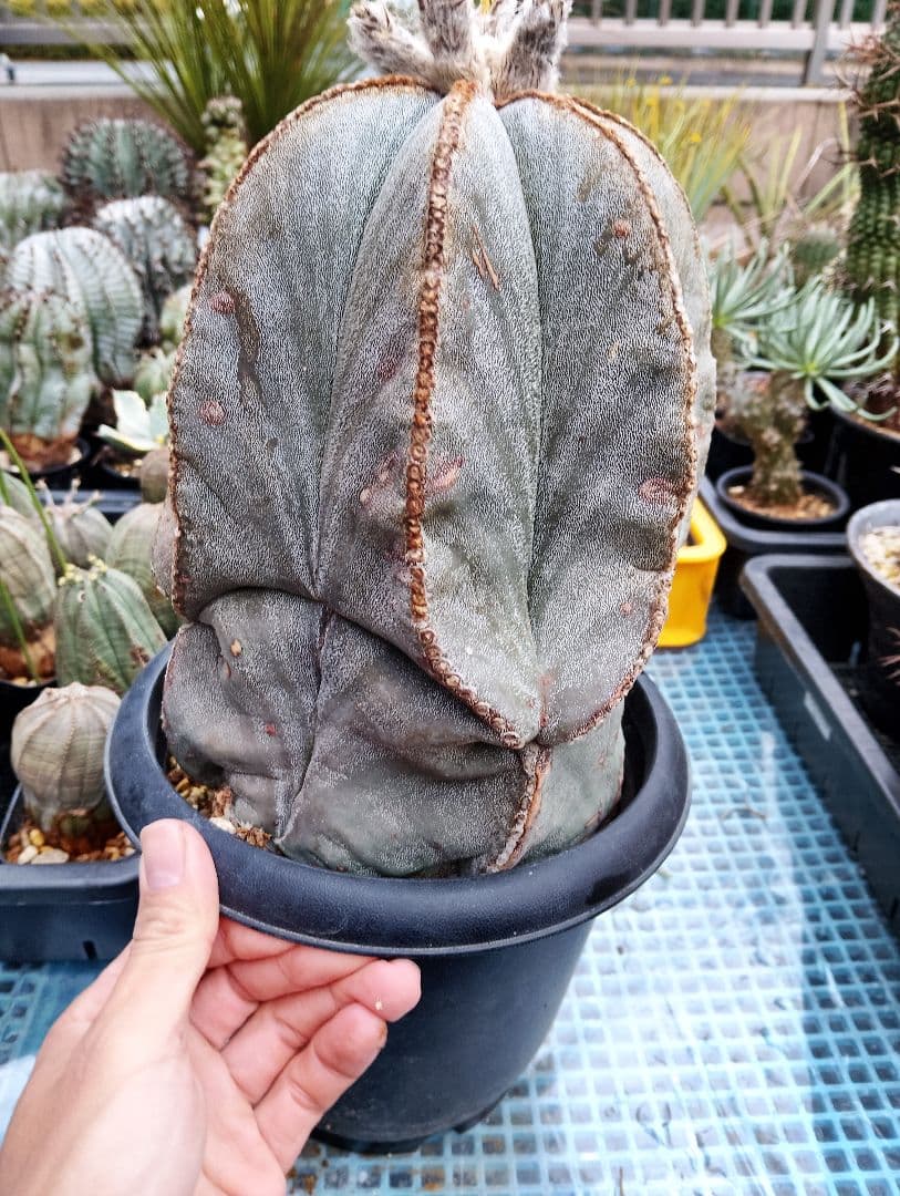 特大 古株 アストロフィツム ランポー 鸞鳳玉