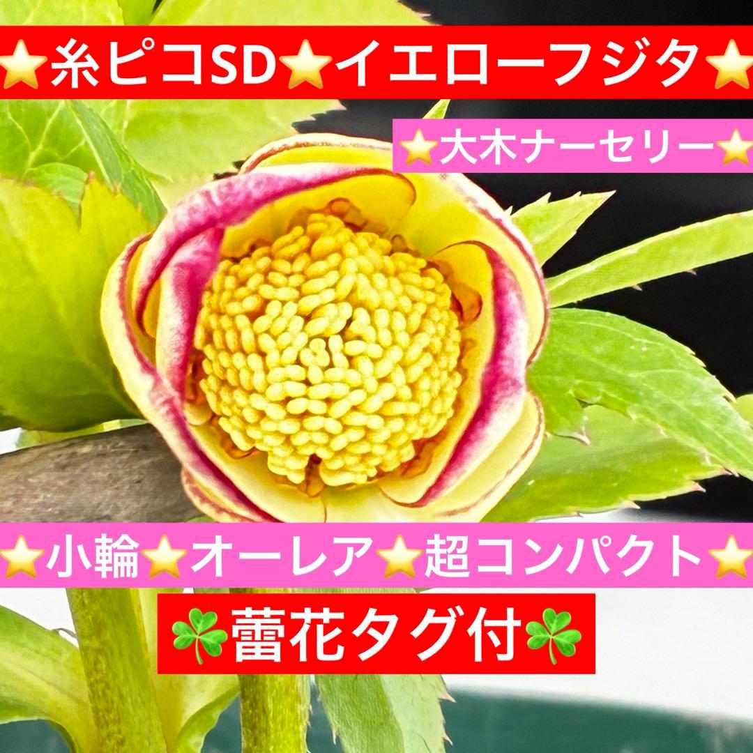 も*読様 3501☘️蕾花タグ付☘️糸ピコSD⭐️イエローフジタ⭐️小輪⭐️オー