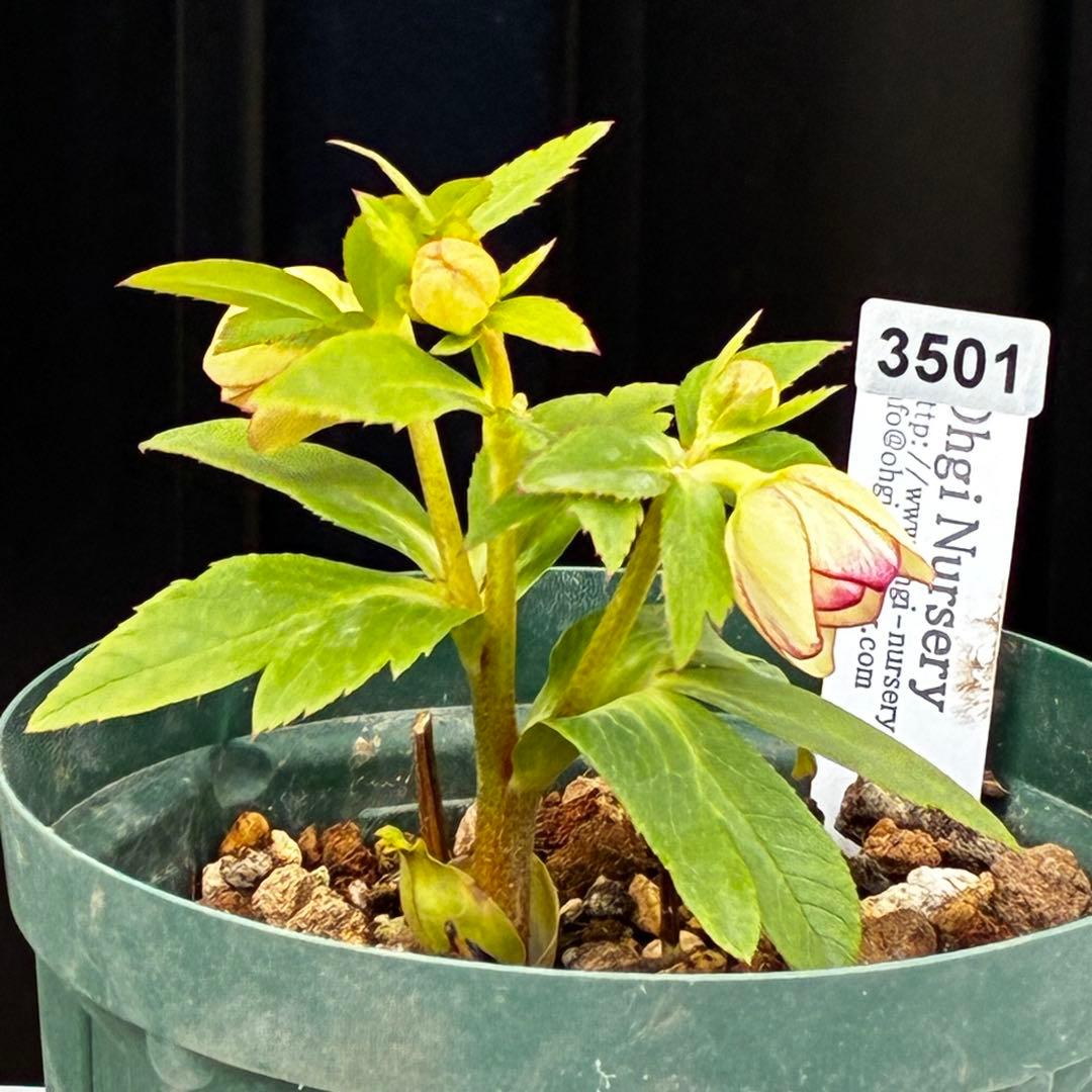 も*読様 3501☘️蕾花タグ付☘️糸ピコSD⭐️イエローフジタ⭐️小輪⭐️オー