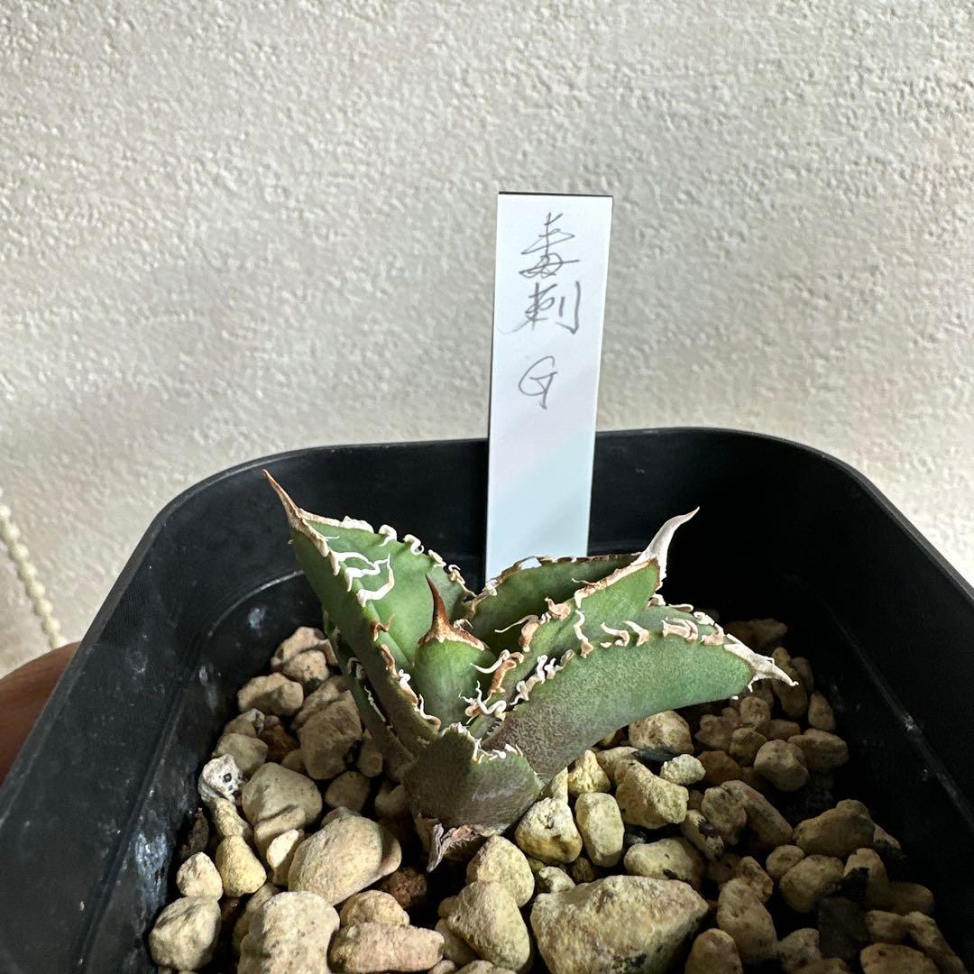 アガベ　チタノタ　毒刺G 子株　毒刺