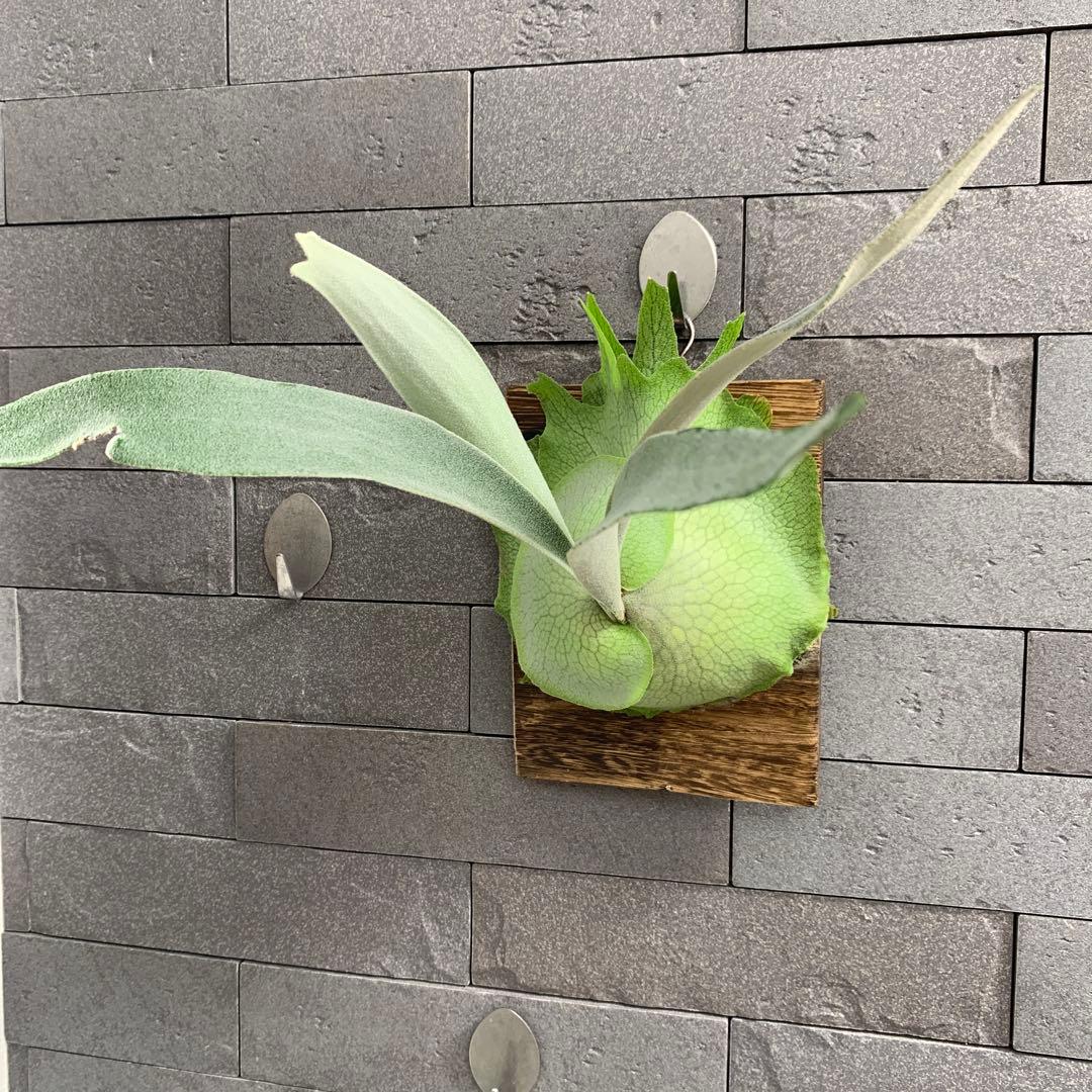 P.Elsa spore エルサ スポア 板付 ビカクシダ