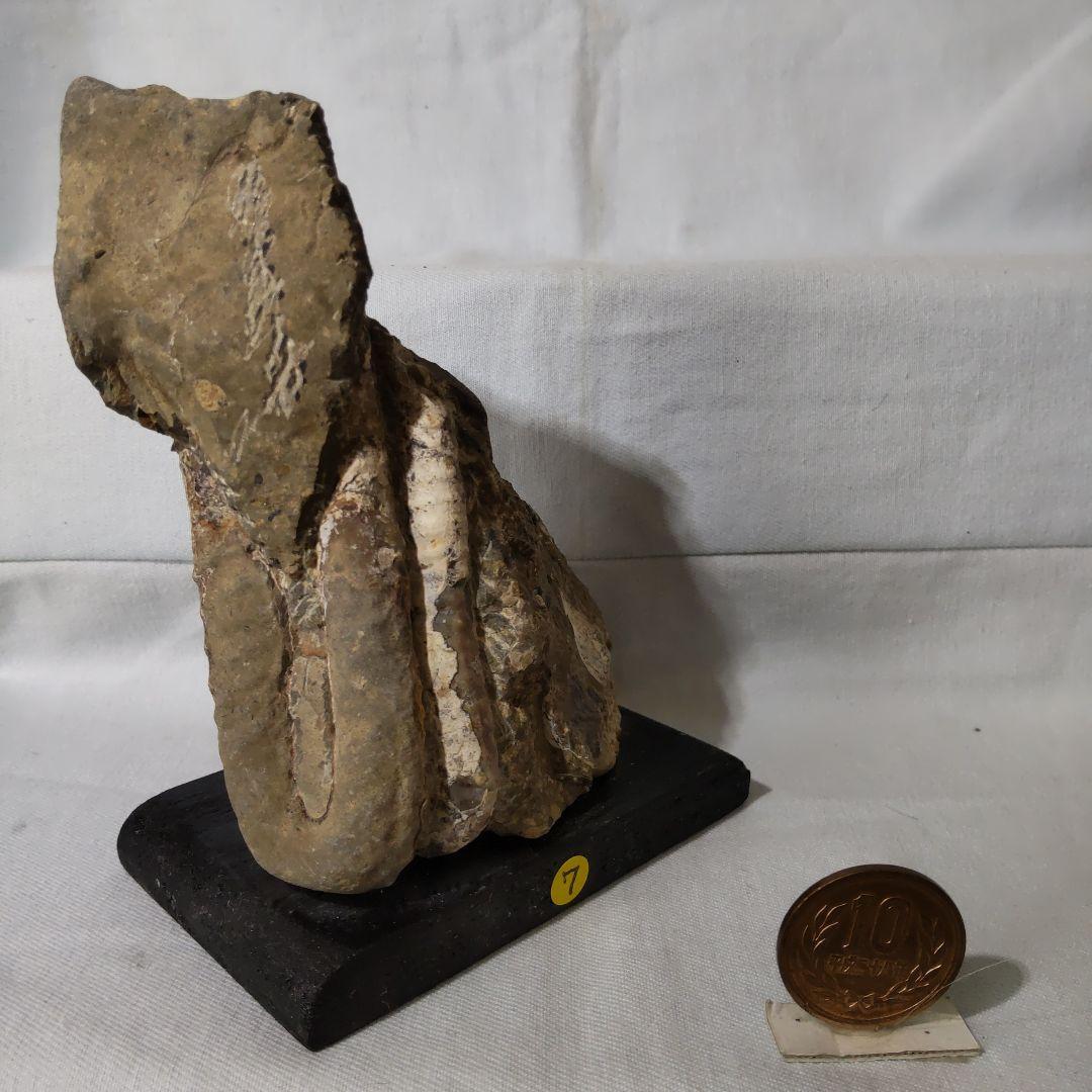 北海道アンモナイト化石、夏休み特別出品、正常巻・異常巻・貝化石、計８点＋資料５点