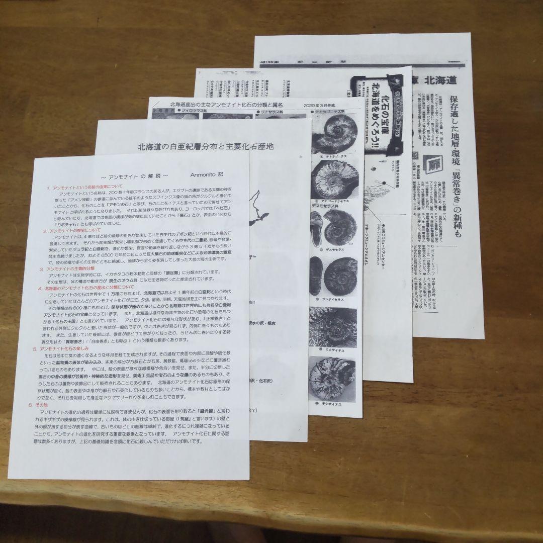 北海道アンモナイト化石、夏休み特別出品、正常巻・異常巻・貝化石、計８点＋資料５点