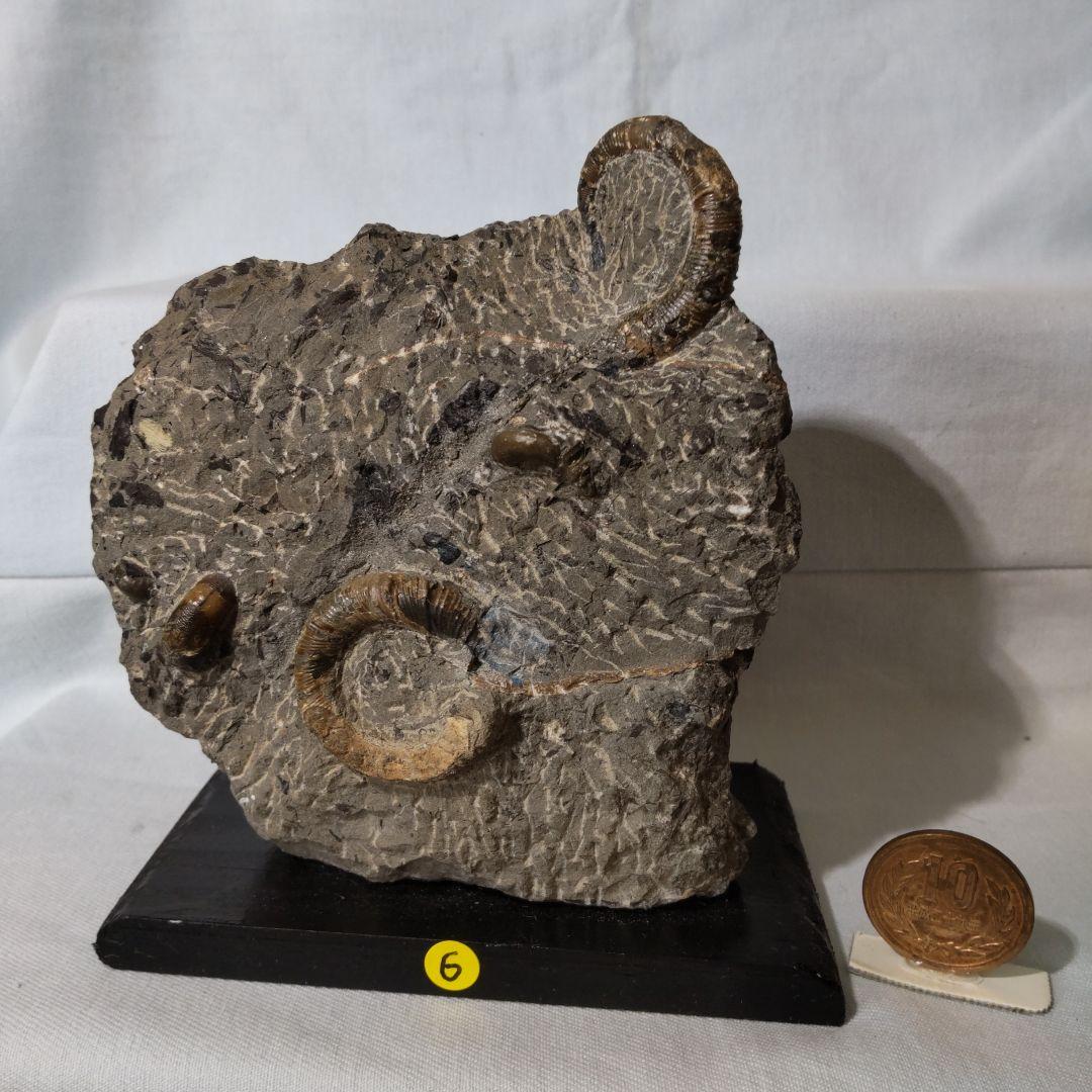 北海道アンモナイト化石、夏休み特別出品、正常巻・異常巻・貝化石、計８点＋資料５点