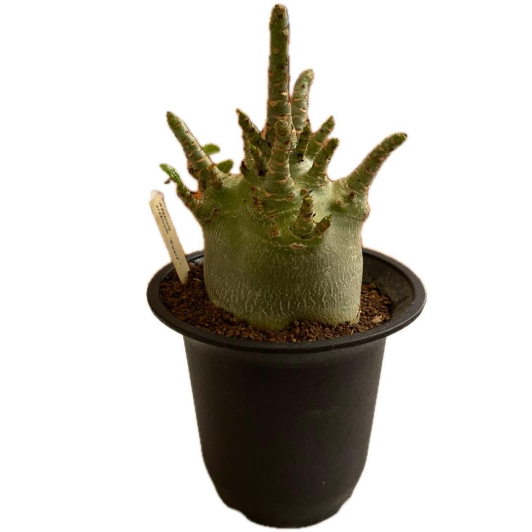 塊根植物 arabicum dwarf アデニウムアラビカム ドワーフ