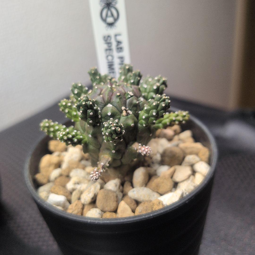 【レア】ユーフォルビア ガムケンシス 塊根植物 コーデックス ボタニカル