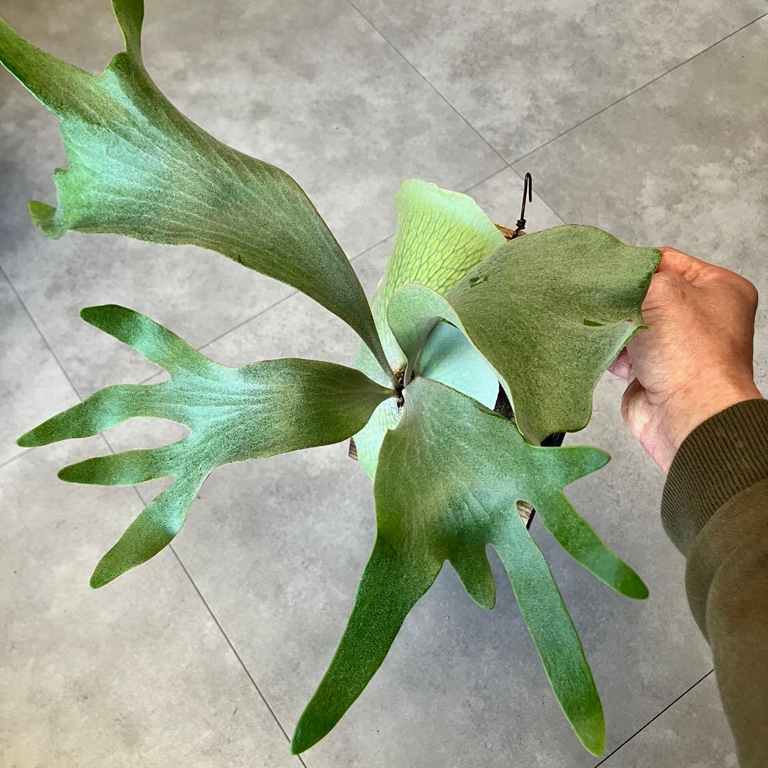 ビカクシダ ・FSQ vp#11 meteora 長期養生株