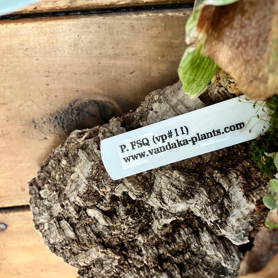 ビカクシダ ・FSQ vp#11 meteora 長期養生株
