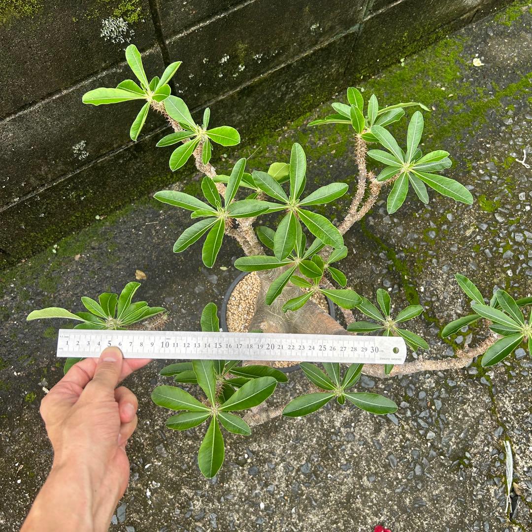 パキポディウム マカイエンセ 現地球 特大株 塊根植物 ビザールプランツ