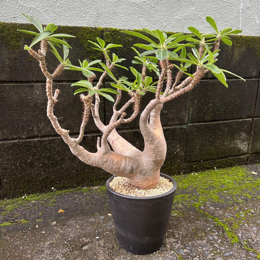 パキポディウム マカイエンセ 現地球 特大株 塊根植物 ビザールプランツ