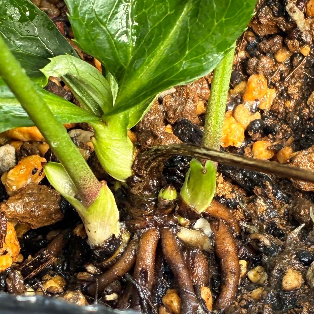 の*ん様 ☘️唯一無二☘️開花株❤️根充実❤️沢山新芽葉ワサワサ元気株❤️321