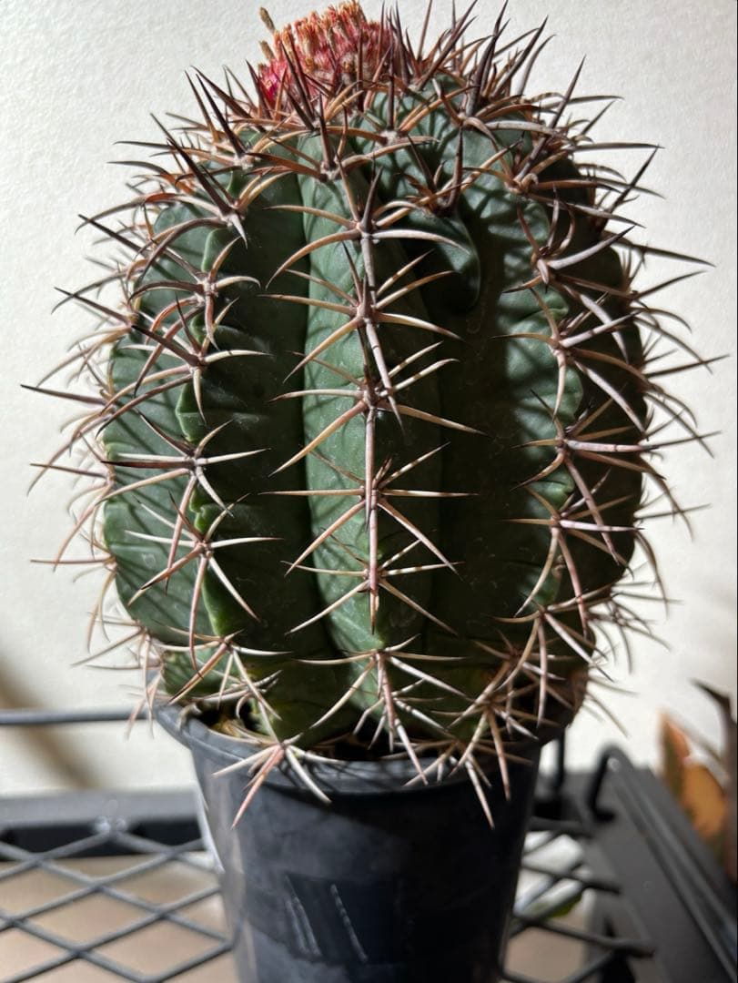 【レアプランツ】メロカクタス ネリィ巻雲 特大 大株 花台付き 珍種 サボテン