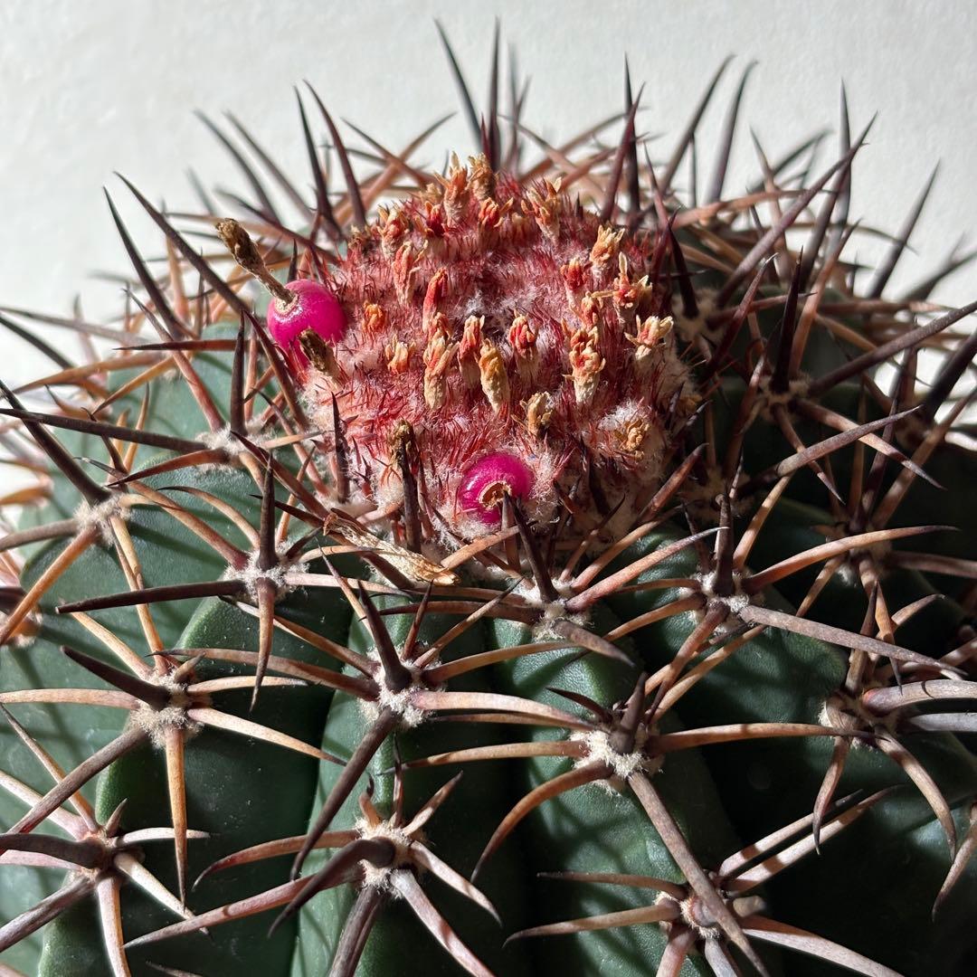 【レアプランツ】メロカクタス ネリィ巻雲 特大 大株 花台付き 珍種 サボテン