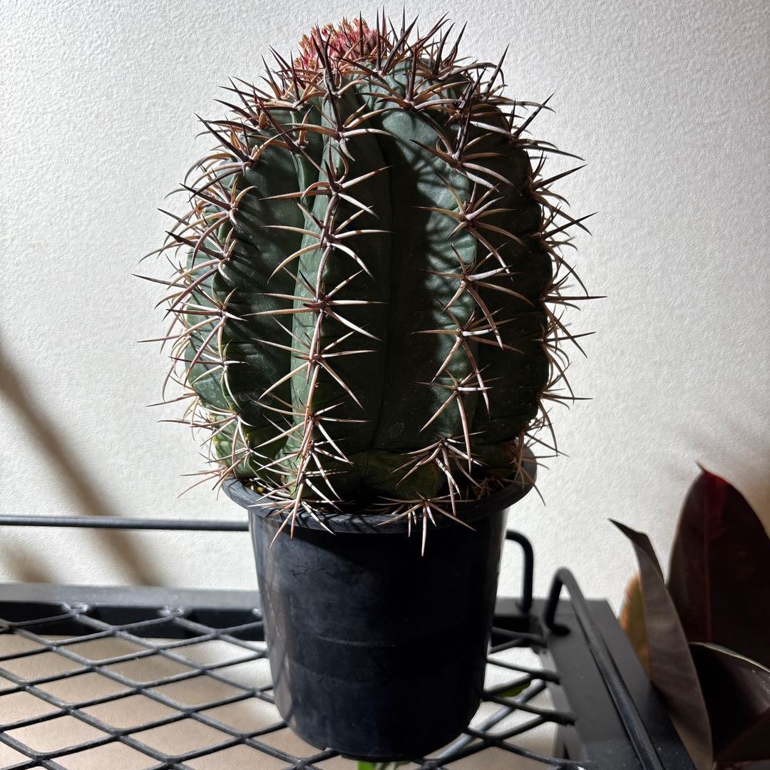 【レアプランツ】メロカクタス ネリィ巻雲 特大 大株 花台付き 珍種 サボテン