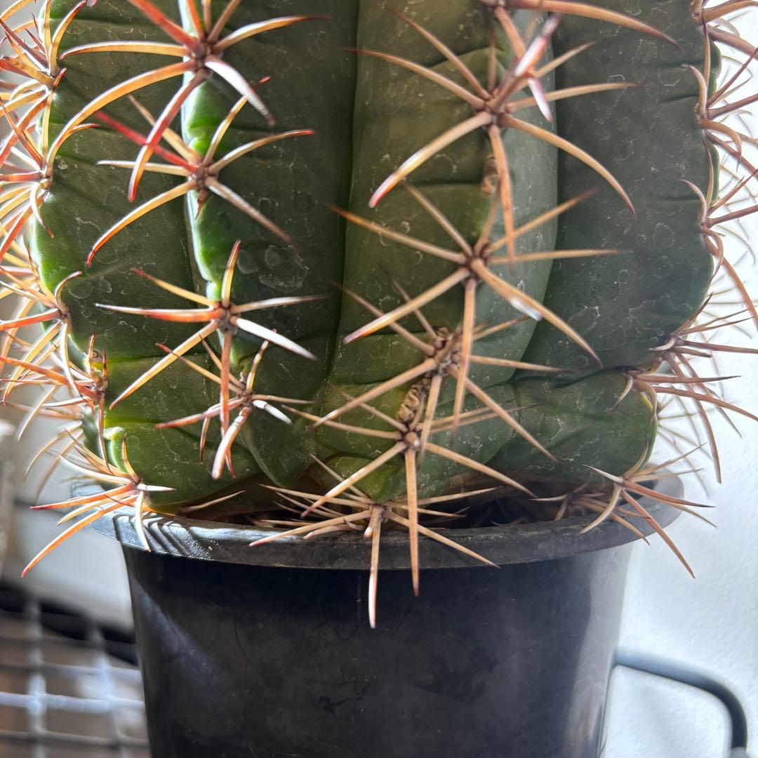 【レアプランツ】メロカクタス ネリィ巻雲 特大 大株 花台付き 珍種 サボテン