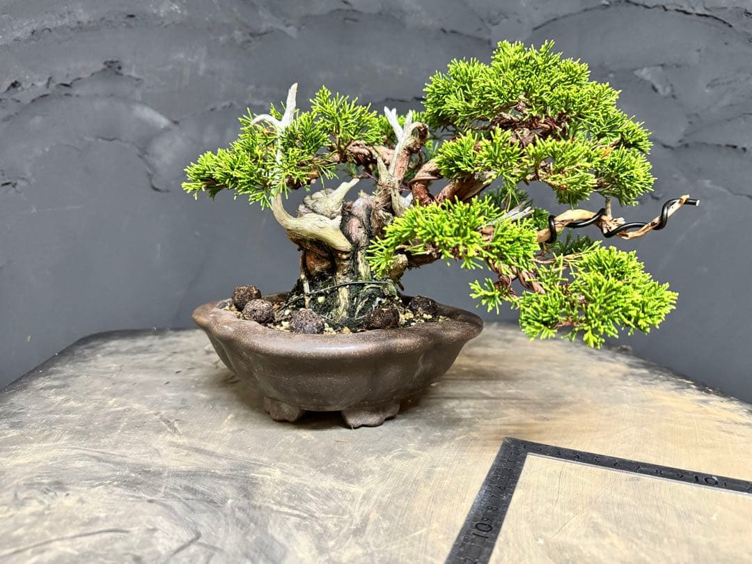 造園職人が作る盆栽　糸魚川真柏　小品