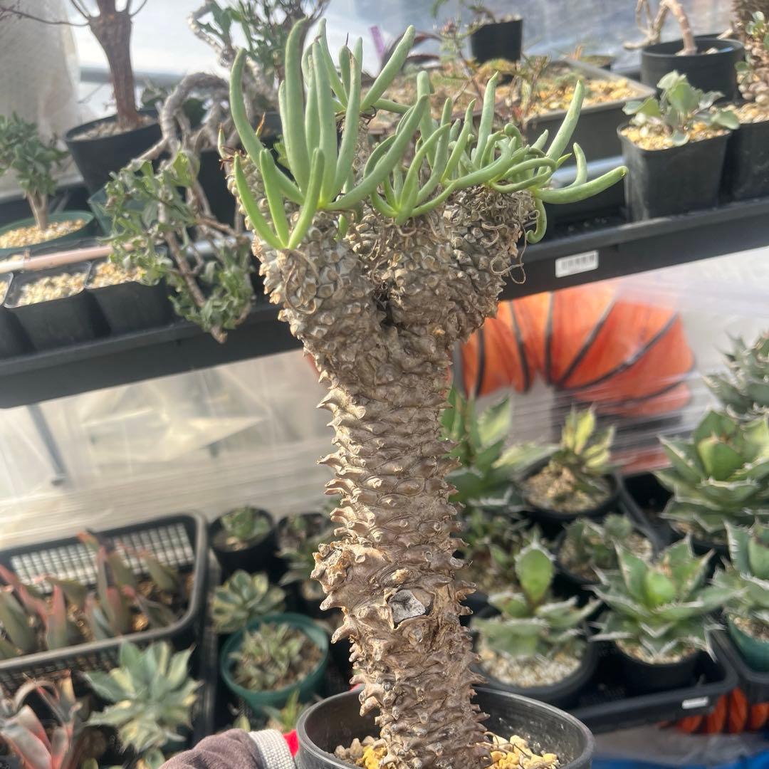 チレコドン　ワリチー　大株　当方にて3回夏越し株