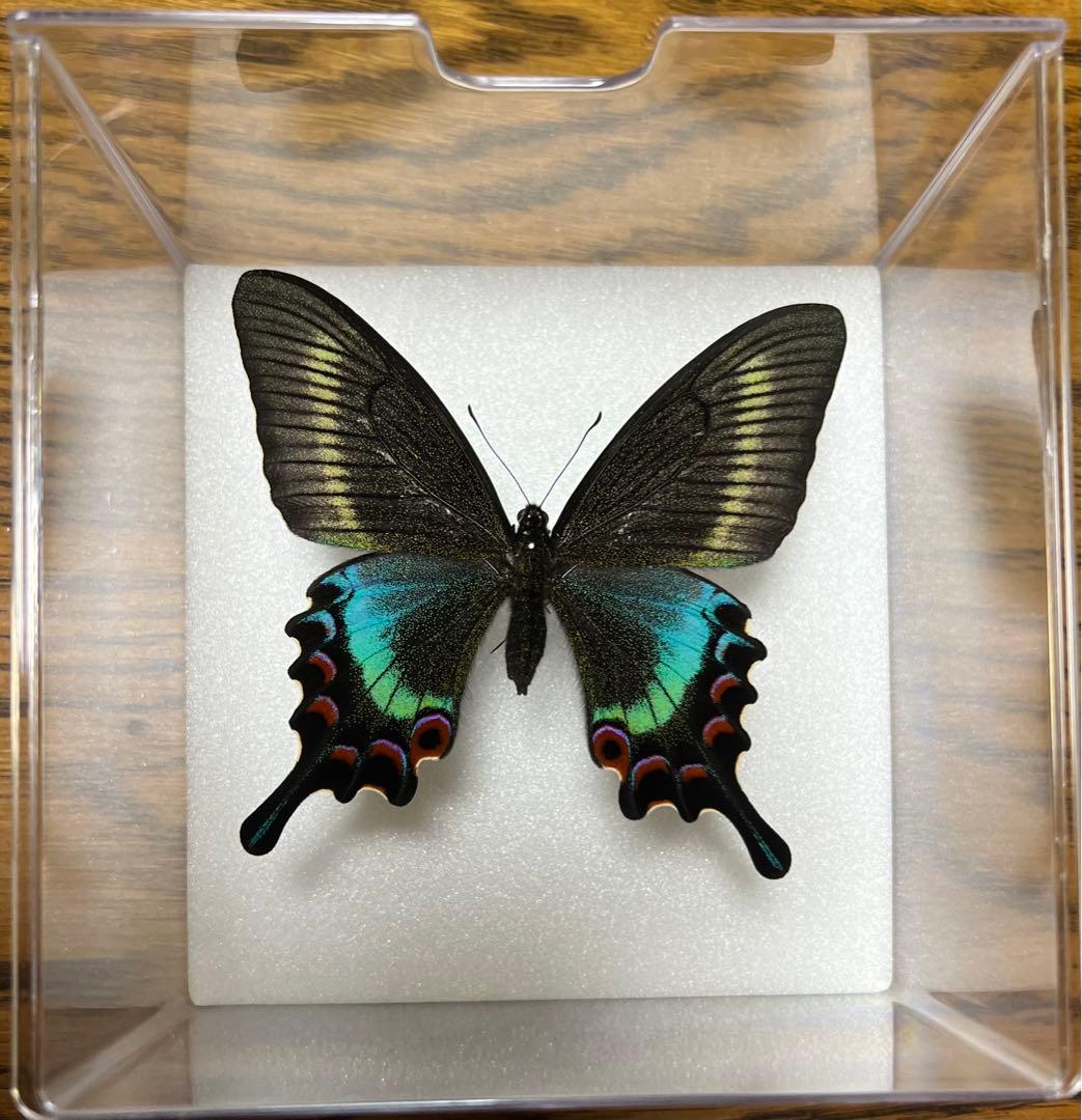 蝶の標本 約15cm 黒 青 赤 透明ケース入り