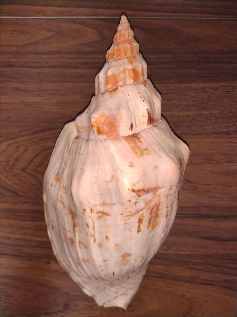 オマツリボラ　レア　特大個体　貝殻　標本
