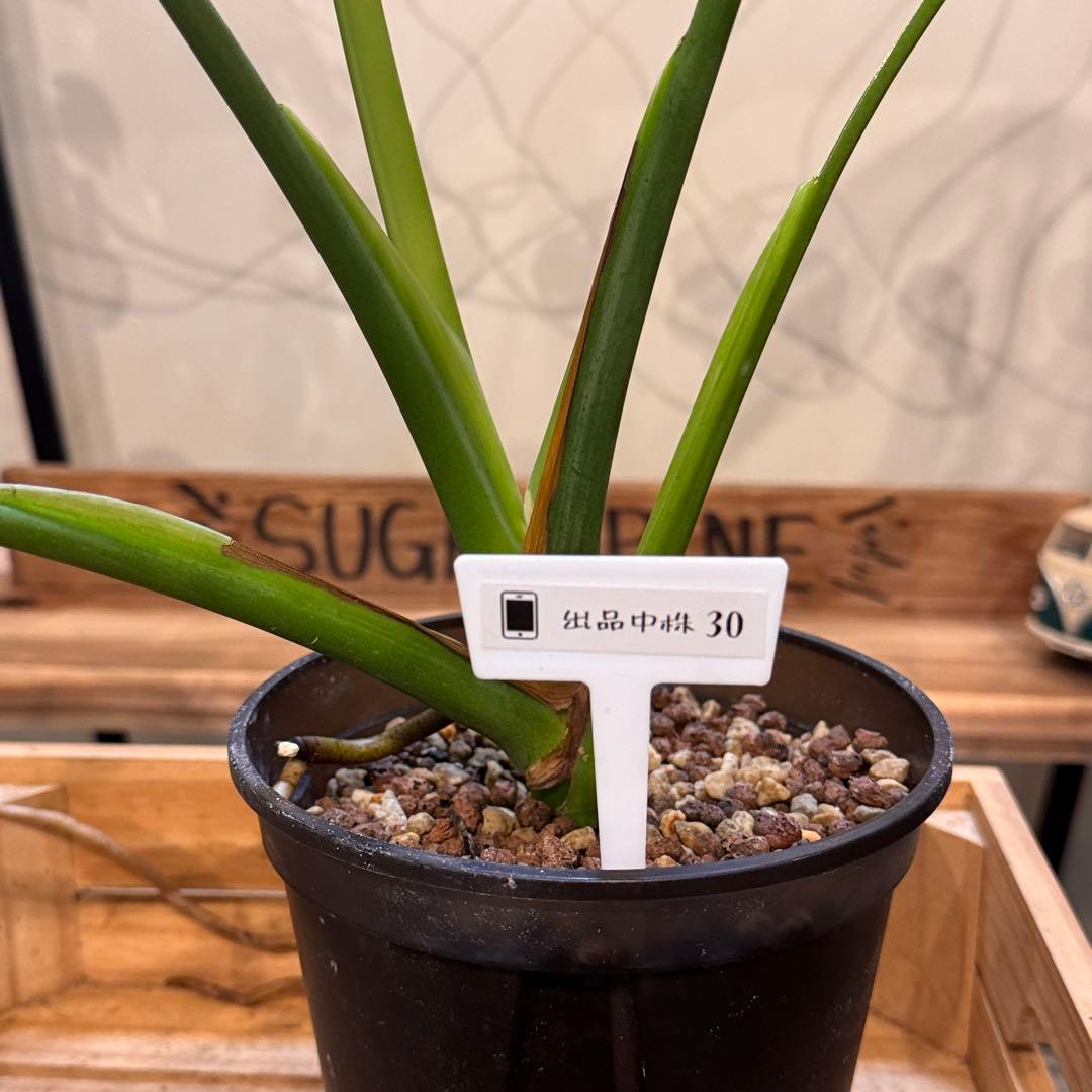 30 モンステラ　デリシオーサ　‘イエロームーン’ 黄金葉　ライム色