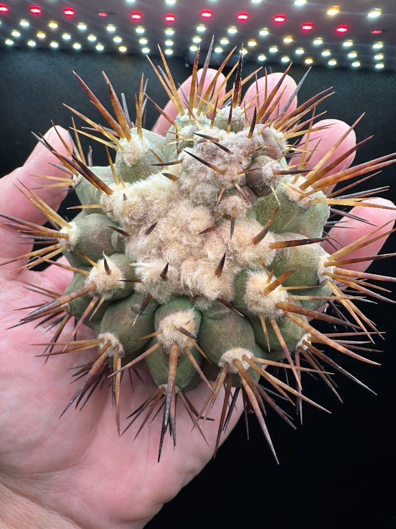 【サボテン_コクオウマル】黒王丸 特大 接ぎおろし １ 発根済