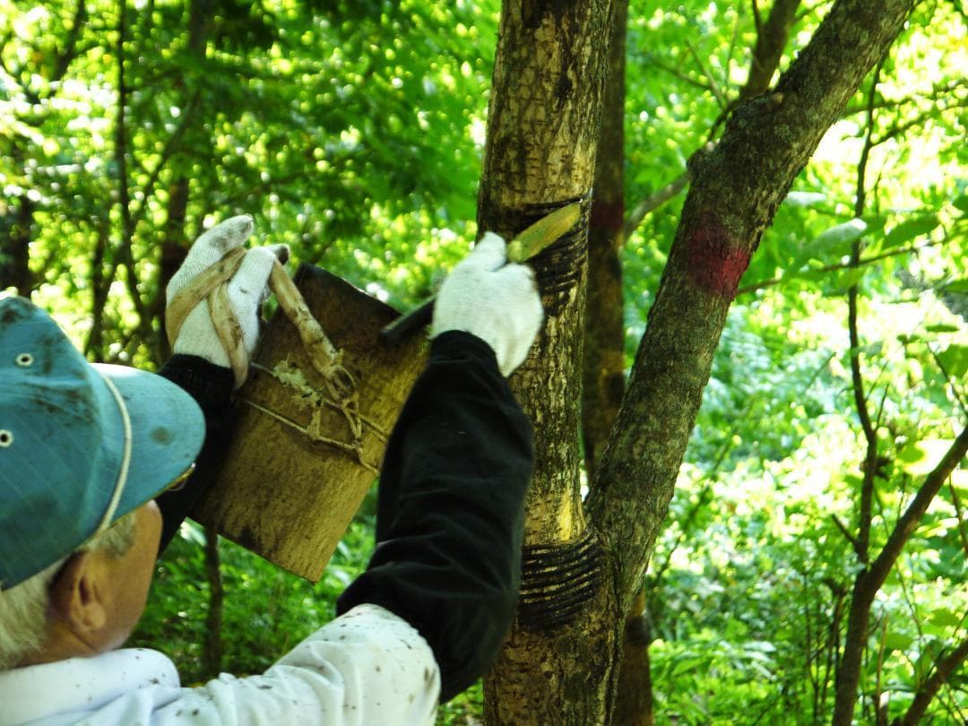 国産漆　浄法寺塗　末椀３客セット　民藝 日本製　三浦春馬