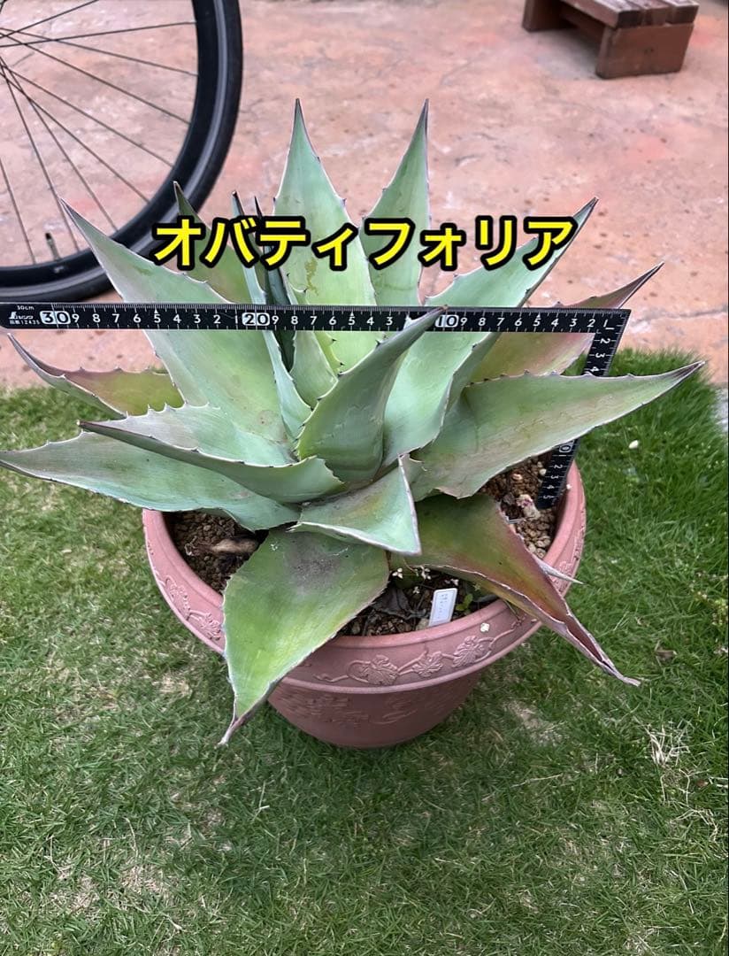 多肉植物 アガベ　オバティフォリア