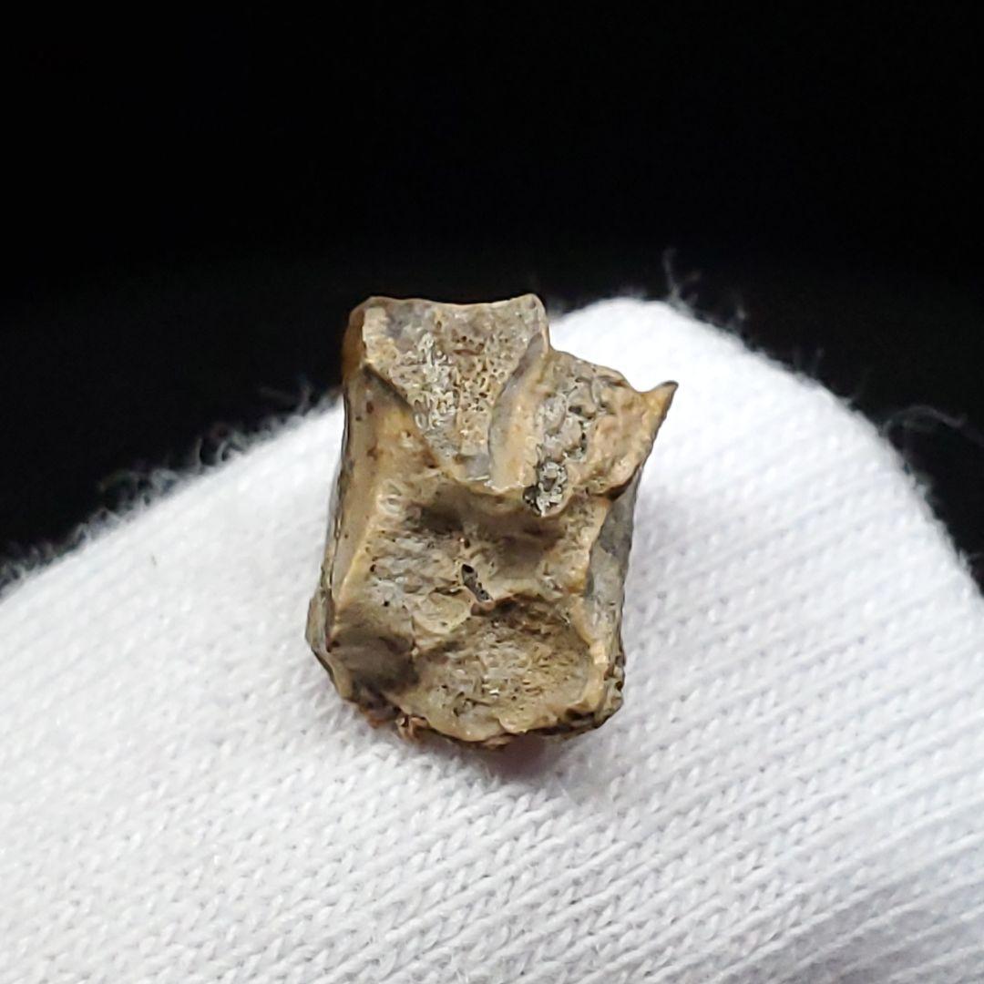 希少 ブラキロフォサウルス 化石 歯 恐竜 モンタナ州産 7.46mm fr85