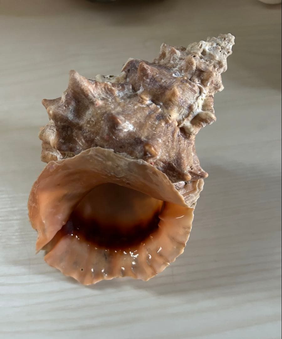 オオナルトボラ