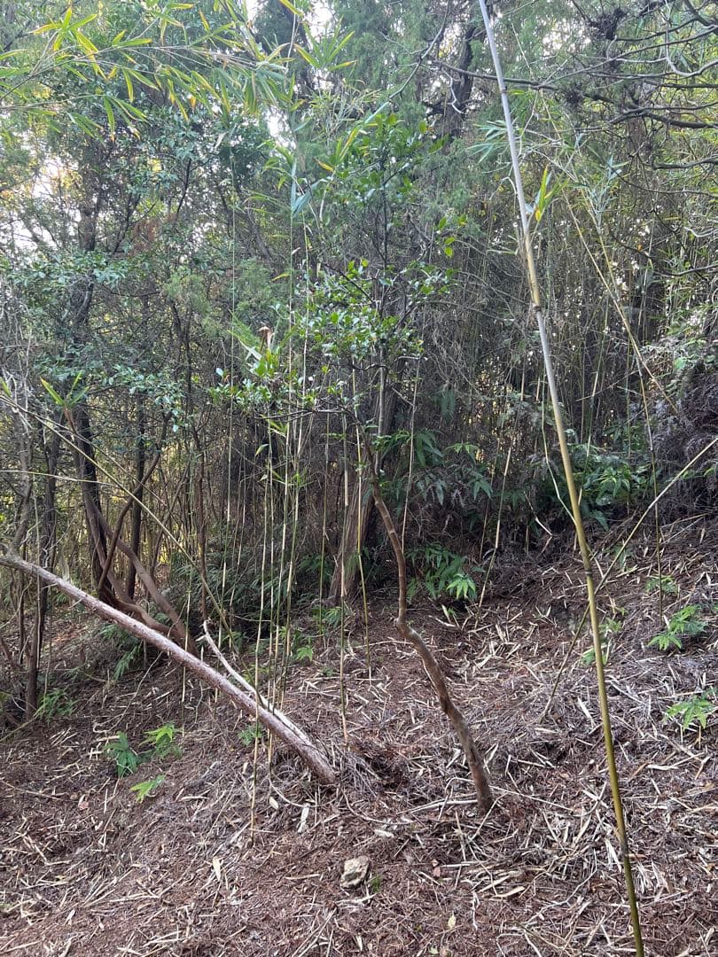 現品　ヒサカキ　ビシャコ　姫榊　特大苗　2.5mほど　山採り