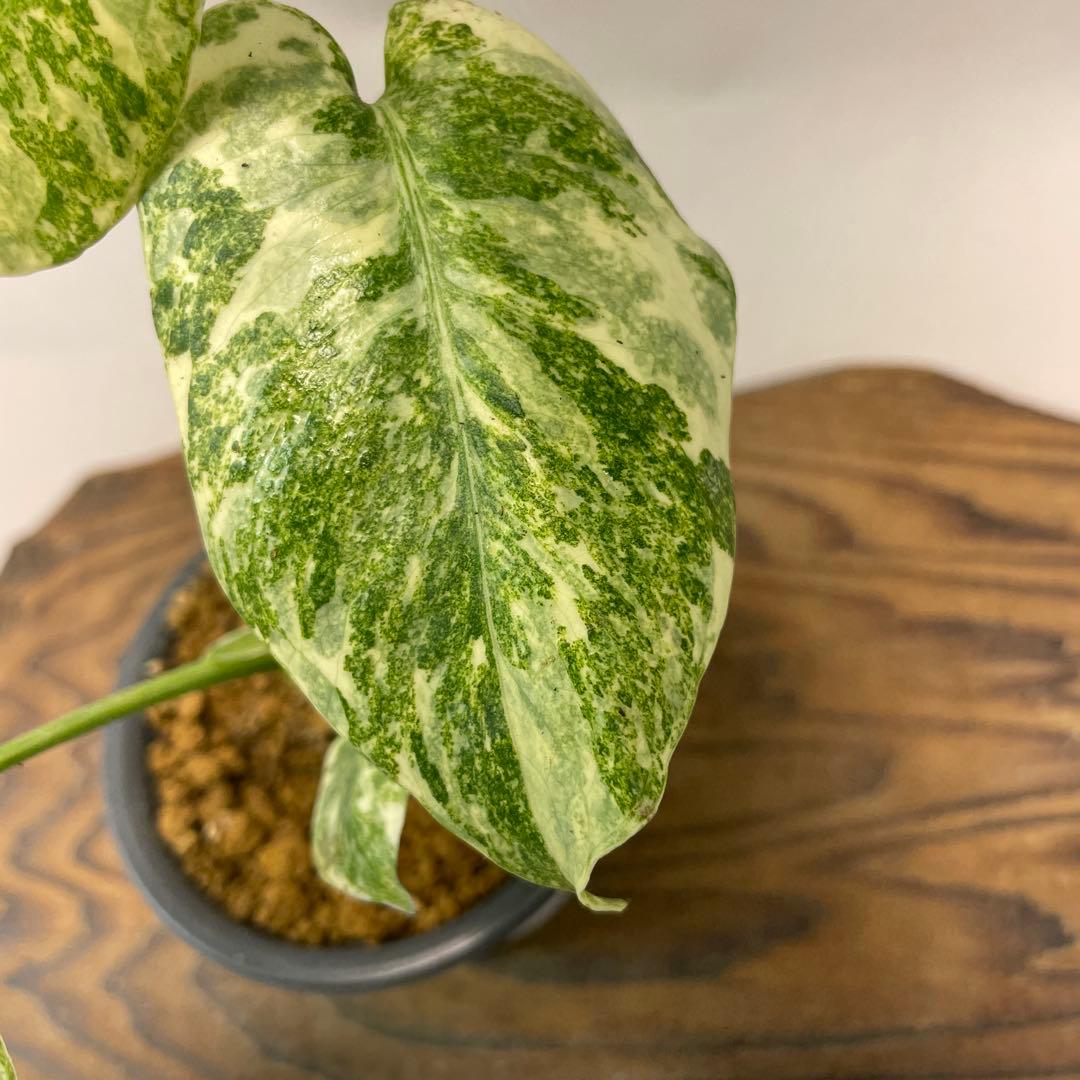 ユ*キ様 a14モンステラ　デリシオーサ　レガシー　斑入り