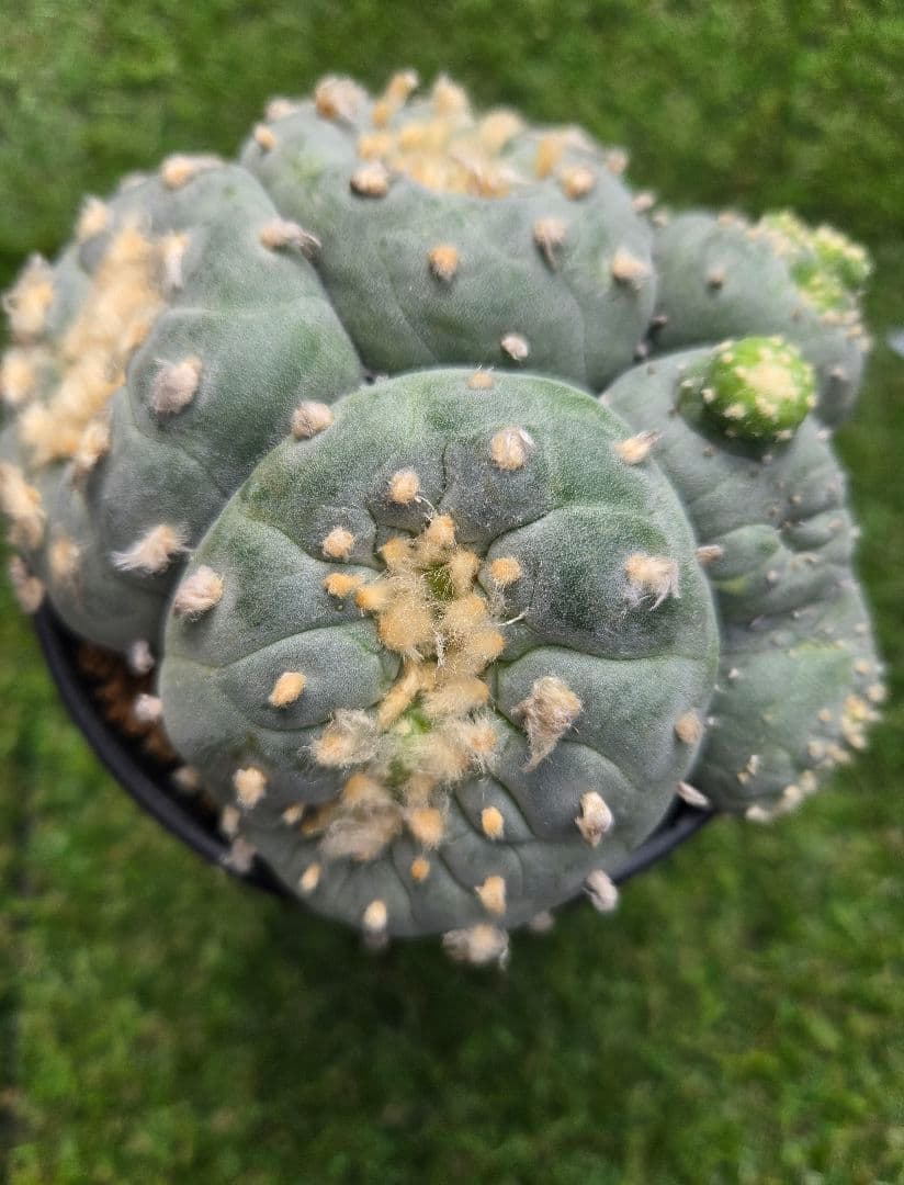 銀冠玉モンストー (カキコ)